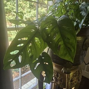 Swiss Monstera Cuttings
